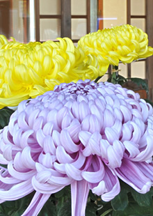 埴生神社 七五三と菊の花